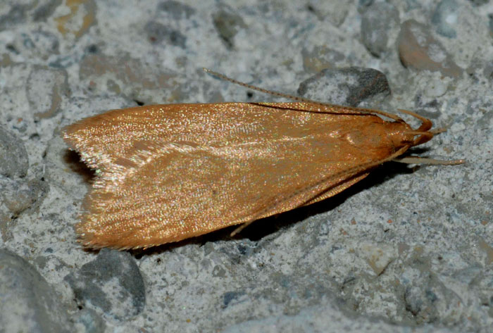 Gelechiidae 19